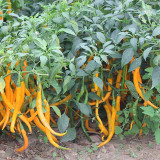 Huangdi Linear Chili Pepper Seeds