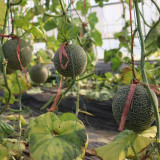 Shuaiguo No.9 Netted Melon Seeds