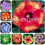 Giant Hibiscus Seeds Rosa-Sinensis Flowers (Color: mixed)