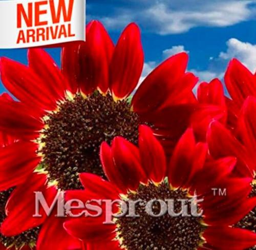 Rare Red Sunflower Seed Organic Red Fortune Helianthus Annuus Seed for Gardening Ornamental Flowers