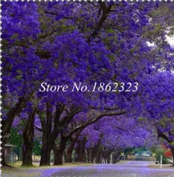 Rare Jacaranda Mimosifolia Seeds Outdoor Jacaranda Flower (Color: 1)