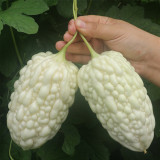 Apple-Type Bitter Melon Seeds