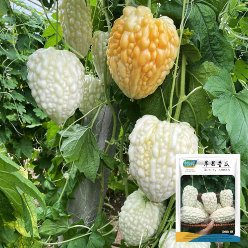 Apple-Type Bitter Melon Seeds