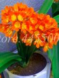 Clivia Miniata Seed Gorgeous Potted Rare Bush Lily Flower Plant DIY (Color: 15)