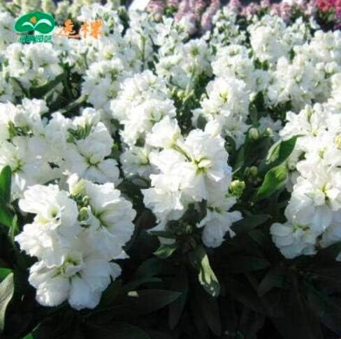 (Matthiola Incana Ten Week) Perfume Night Scented Seed Violet Flowers Multi-Color Optional - (Color: 6)