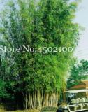 Lucky Bamboo Seed Home Garden Plant Fresh Green Bamboo Phyllostachys Aureosulcata