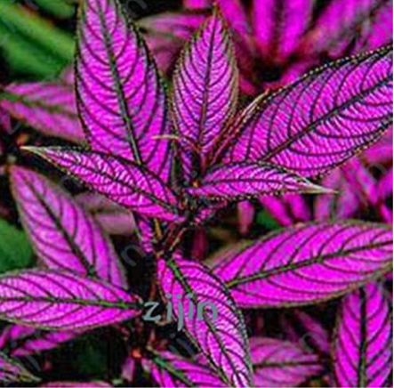 Colorful Indoor Flower Plantas Coleus Genus Planting Potted DIY Decor for Home Garden