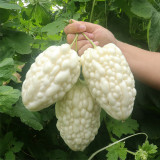 Apple-Type Bitter Melon Seeds