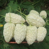 Apple-Type Bitter Melon Seeds