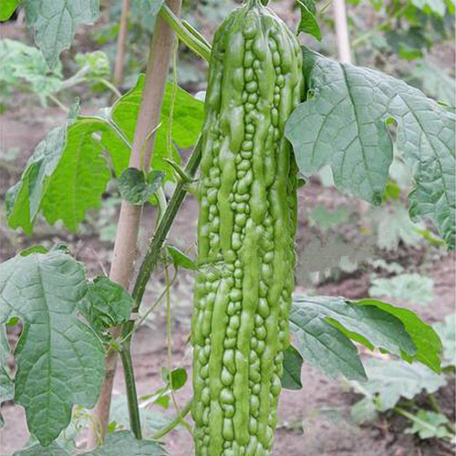 Green Dragon Bitter Melon Seeds
