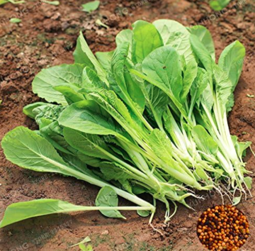 Four Seasons Fast Growing Cabbage Baby Bok Choy Seed Vegetable Seed Plant Home Garden