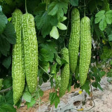 Green Dragon Bitter Melon Seeds