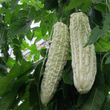 Pearl White Bitter Melon Seeds