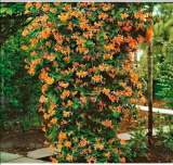 Japanese Honeysuckle Seed Lonicera Japonica Perennial Very Fragrant Flower (Color: 4)