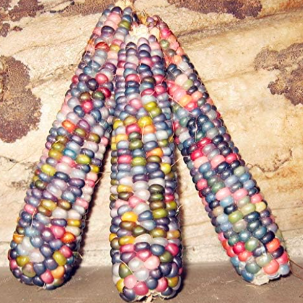 Sweet Rainbow Corn Seed Colorful Corn Grain Cereals Seed Vegetables - (Color: 5)