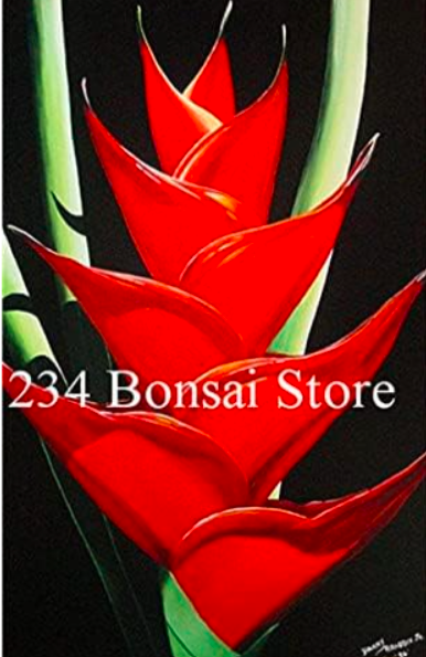 Heliconia Seed Perennial Angiosperm Plants Flower Succulent Purifying air Potted (Color: 8)