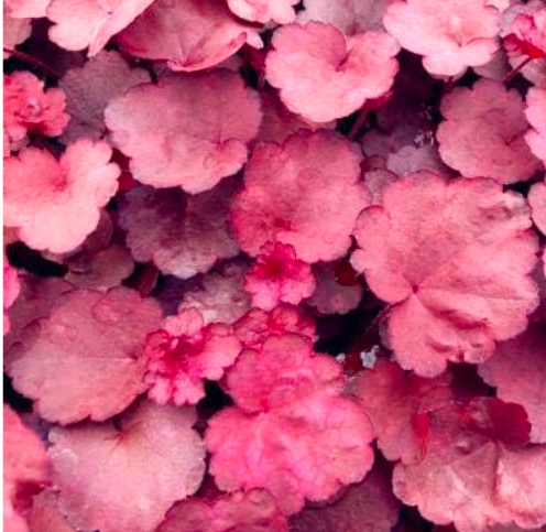 Heuchera Coral Flower, Coral Bells Colorful Leaf Seed - Home Garden - (Color: 6)