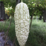 Pearl White Bitter Melon Seeds
