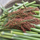 High-Sugar Sweet Sorghum Seeds