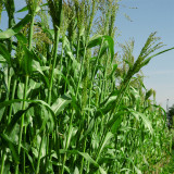 High-Sugar Sweet Sorghum Seeds