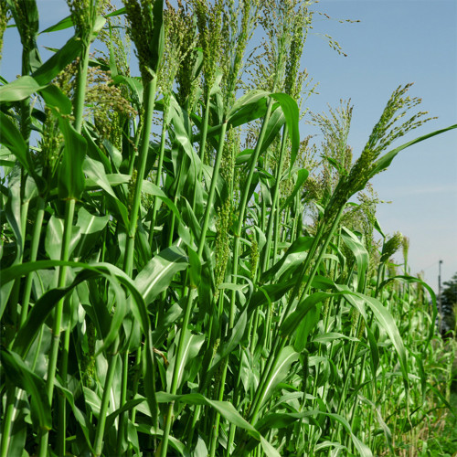 High-Sugar Sweet Sorghum Seeds