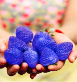 Rare Blue Strawberry Seed Healthy Fresh Exotic Seed Good Taste Fruits Easy Care Seed Plants for Home Garden