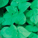 Green Crisped Common Perilla Organic Garden Herb Seeds