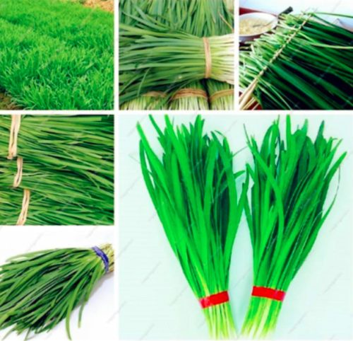 Chinese Chives Everygreen Non-GMO Tasty Juicy Leek Vegetable Garden Plant for Flower Pot Planters Easy to Grow