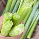 High-Sugar Sweet Sorghum Seeds