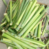 High-Sugar Sweet Sorghum Seeds