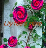 Exotic Tengben Climbing Rose Seed Mixed Color Beauty Your Balcony Family Garden Seed - (Color: A11)