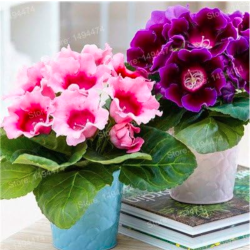 Gloxinia Garden Perennial Flowering Plants Mixed Color Flower Flores Sinningia Speciosa Seed Balcony