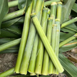 High-Sugar Sweet Sorghum Seeds