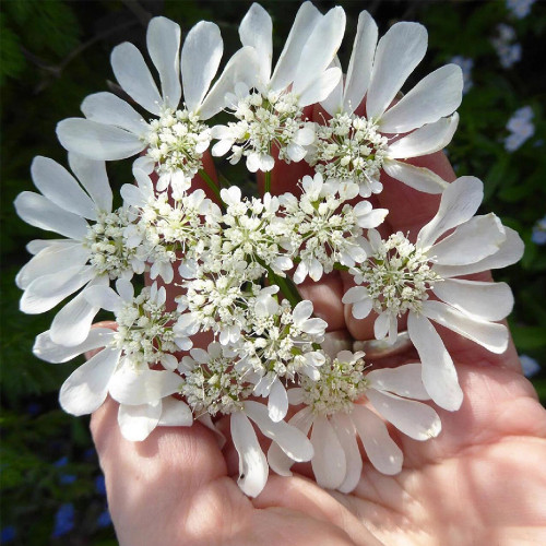 White Laceflower Seeds, Orlaya grandiflora