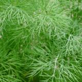 Dill Seeds, Anethum graveolens