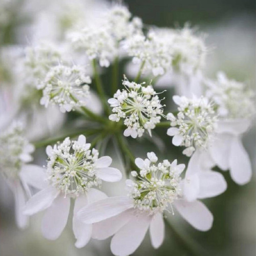 White Laceflower Seeds, Orlaya grandiflora