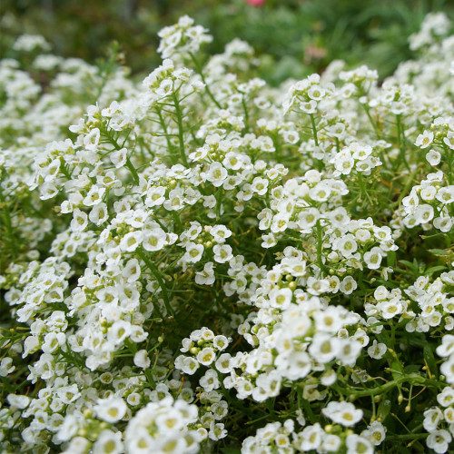 White Sweet Alyssum Seeds, Lobularia maritima