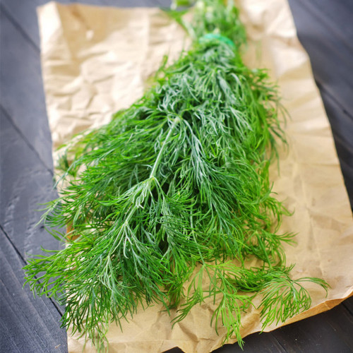 Dill Seeds, Anethum graveolens
