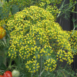 Dill Seeds, Anethum graveolens