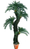 Dracaena Seed, Potted Balcony, Planting Seasons, Dracaena fragrans, #99WCF4