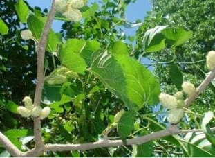 WHITEMULBERRYSeed,EdibleFruit,Indoor,OutdoorAvailable(sangguo)