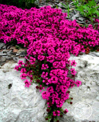 Scarlet Creeping Thyme Seed Heirloom Non GMO Heirloom Ground Cover