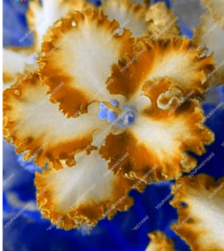 Exotic African Violet Plants Flower Seed Saintpaulia Ionantha Garden Seed
