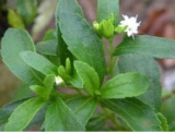 Stevia Planting Vegetables and Herbs Garden Plant Seeds
