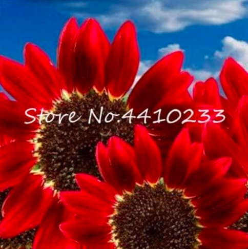 Dwarf Sunflower Seed Indoor Or Outdoor Flower Potted Plant DIY Home Garden - (Color: d)
