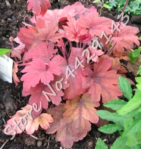 Heuchera Seed Rare Imported Seed Coral Bells Very Easy Care - (Color: 14)