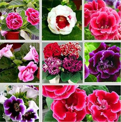 Rare Colorful Flower Mini Gloxinia Perennial Flowering Plants (Color: Mix)