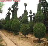 Microbiota Decussata Siberian Carpet Cypress Seed Home Garden cypress tree
