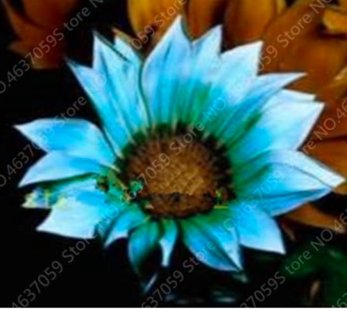 Gazania Rigens Plants Rare Chrysanthemum Potted Flowers Home Balcony Garden Flore Planta Easy Grow - (Color: 15)