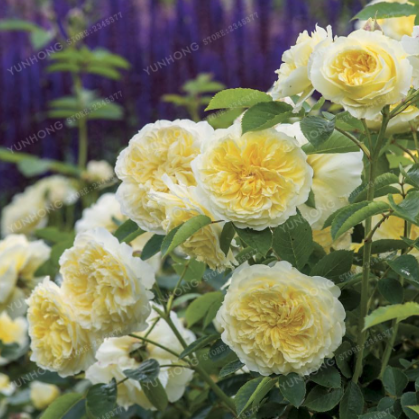 Climbing Rose Seed Outdoor Potted Seed Plants Rose Rosa Perennial Flowers Plant for Home Garden